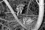 long eared owl 02